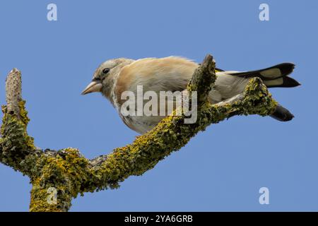 Europäischer Goldfink, der an seinem roten Gesicht und seinem leuchtenden Gefieder erkannt wird, ernährt sich von Samen. Foto gemacht in North County, Dublin Stockfoto
