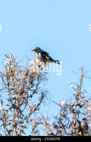 Europäischer Goldfink, der an seinem roten Gesicht und seinem leuchtenden Gefieder erkannt wird, ernährt sich von Samen. Foto gemacht in North County, Dublin Stockfoto