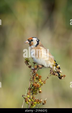 Europäischer Goldfink, der an seinem roten Gesicht und seinem leuchtenden Gefieder erkannt wird, ernährt sich von Samen. Foto gemacht in North County, Dublin Stockfoto