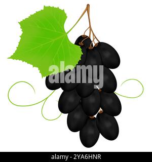 Schwarze Trauben auf weißem Hintergrund. Stock Vektor
