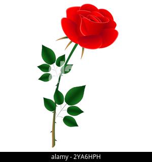 Rote Rose auf weißem Hintergrund. Stock Vektor