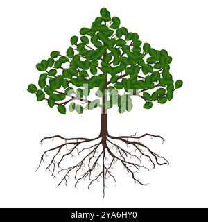 Ein Baum mit Blättern und Wurzeln. Stock Vektor