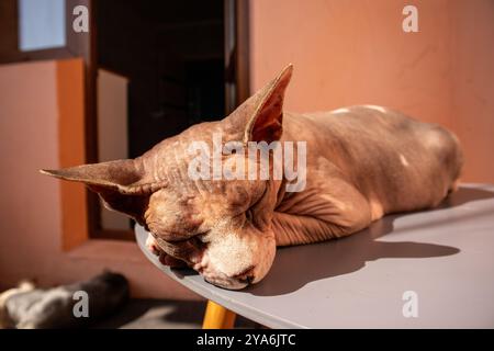 Eine graue, kahle kanadische Sphynx-Katze schläft auf dem Tisch, mit dem Kopf auf der Pfote. Eine Nahaufnahme des Mauls einer haarlosen Katze. Hypoallergenes Haustier zu Hause. Stockfoto