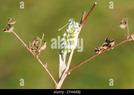 Gerade aus Chrysalis männlicher Schmetterling orange Spitze (Anthocharis cardamines) auf einem Zweig, der seine Flügel trocknet. Leerer Kokons. Familie Pieridae. Niederlande Stockfoto