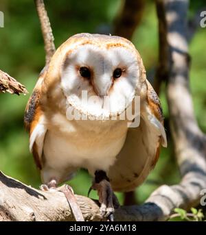 Westliche Scheuneneule (Tyto Alba) Stockfoto