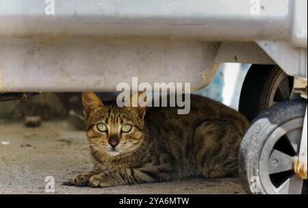 Porträts von streunenden Katzen auf der Straße Stockfoto