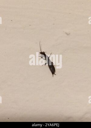 Webspinner (Embioptera) Insecta Stockfoto