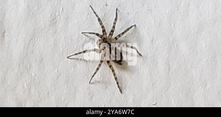 Wandspinne (Oecobius navus) Arachnida Stockfoto