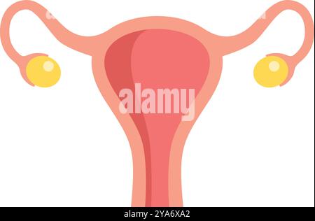 Einfache Flachvektordarstellung des weiblichen Fortpflanzungssystems Stock Vektor