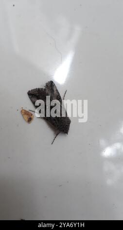 Gray Looper Moth (Rachiplusia ou) Insecta Stockfoto