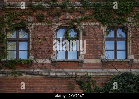 Backsteinfassade mit Efeu, der an sonnigen Herbsttagen um alte Fenster klettert. Konzept der historischen Architektur, der urbanen Natur und der saisonalen Schönheit Stockfoto