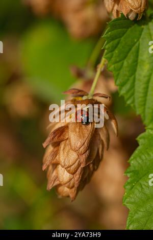 Marienkäfer sitzen auf einer getrockneten Hopfenblume in einem grünen Garten an einem sonnigen Herbsttag. Biodiversitätskonzept und Kleininsekten im Ökosystem Stockfoto