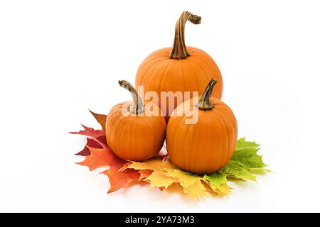 Herbstkürbisse. Kürbisse und Blätter auf weißem Hintergrund Stockfoto