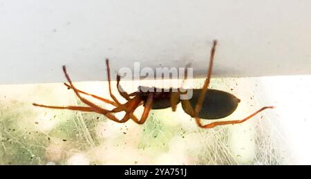 Breitgesäumte SAC-Spinne (Trachelas tranquillus) Arachnida Stockfoto