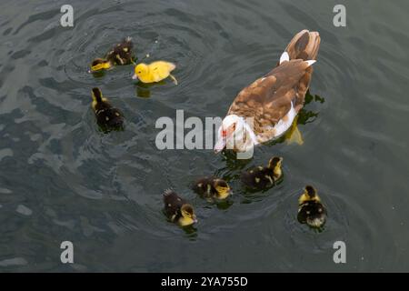 Eine Mutter Ente mit ihren Enten, die in einem Teich schwimmen. Die Entlein folgen ihrer Mutter genau. Draufsicht Stockfoto