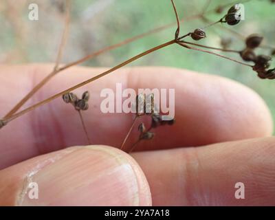 SteinPetersilie (Sison amomum) Plantae Stockfoto