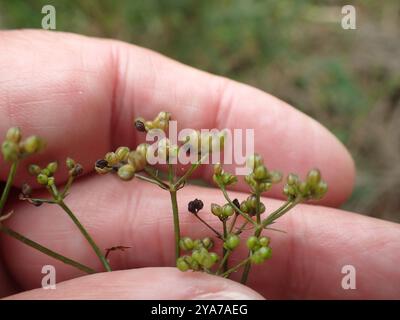 SteinPetersilie (Sison amomum) Plantae Stockfoto