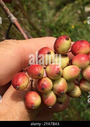 Blackhaw (Viburnum prunifolium) Plantae Stockfoto
