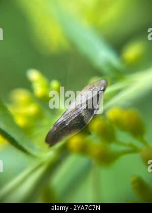 Alder Spittlebug (Aphrophora alni) Insecta Stockfoto