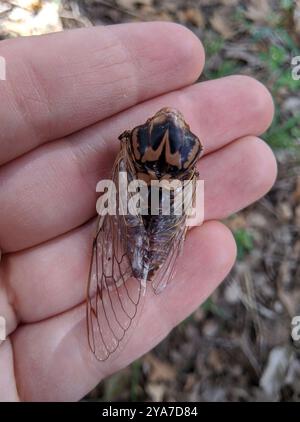 RESH Cicada (Megatibicen RESH) Insecta Stockfoto