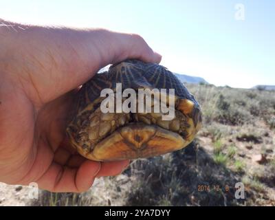 Südliche Zeltschildkröte (Psammobates tentorius tentorius) Reptilia Stockfoto