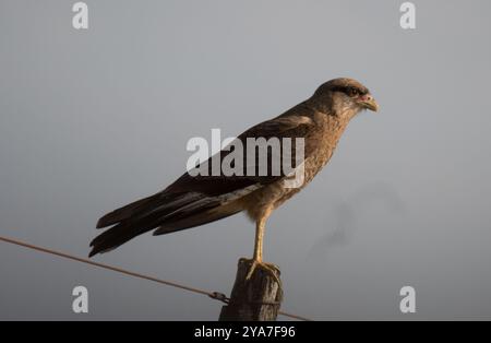 Chimango Caracara (Daptrius chimango) Aves Stockfoto