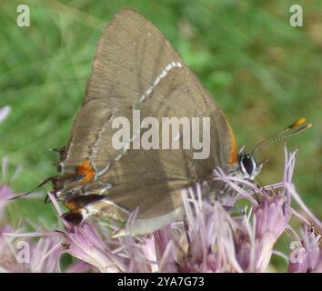 White M Hairstreak (Parrhasius M-Album) Insecta Stockfoto