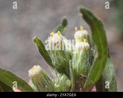 Tropischer Pferdegras (Erigeron sumatrensis) Plantae Stockfoto