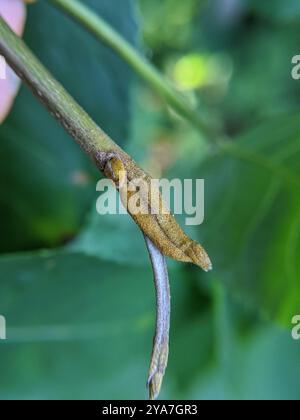 Bitternut Hickory (Carya cordiformis) Plantae Stockfoto