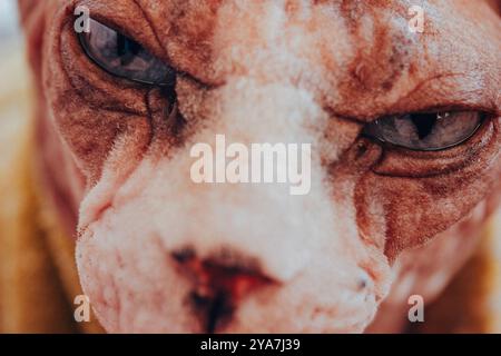 Nahporträt einer haarlosen kanadischen Sphinxkatze mit blauen Augen und direktem Blick. Felines Haustier in warmgelbem Pullover. Ernsthafter Katzenmaulkorb. Sphynx Katze. Stockfoto