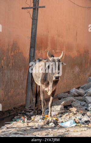 Sehr dünne Kuh in den schmutzigen unhygienischen Straßen Indiens auf der Suche nach Essen Stockfoto