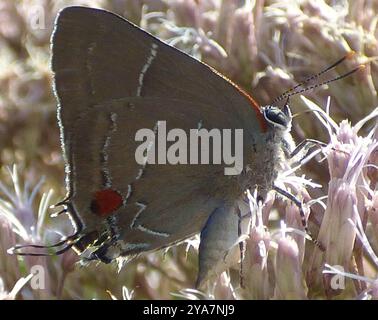 White M Hairstreak (Parrhasius M-Album) Insecta Stockfoto