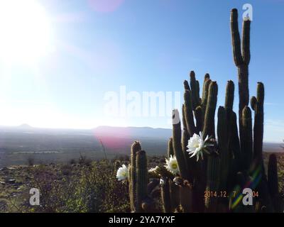 Fackelkaktus (Trichocereus spachianus) Plantae Stockfoto