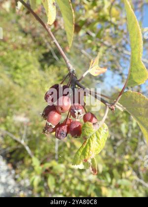 Pazifikkrabbenapfel (Malus fusca) Plantae Stockfoto