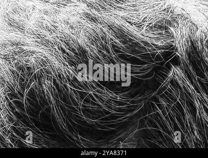 Graues und schwarzes Haar: Nahperspektive eines erwachsenen Mannes Stockfoto