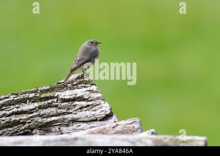 Phoenicurus ochruros alias Black Redstart Weibchen auf trockenem Baumstamm. Gewöhnlicher Vogel in der Tschechischen republik. Isoliert auf grünem, unscharfem Hintergrund. Lustig. Stockfoto