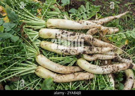 Ein Haufen Bio-schmutziges frisches Daikon-Gemüse mit grünen Spitzen auf dem Boden im Garten Stockfoto