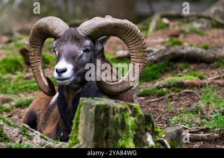 Ovis aries musimon aka der europäische Mufflon mit majestätischen Hörnern ruht am Herbstabend im Wald. Die Natur der Tschechischen republik. Stockfoto