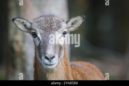 Ovis aries musimon aka das europäische Mufflon weibliche Nahaufnahme Porträt. Die Natur der Tschechischen republik. Stockfoto