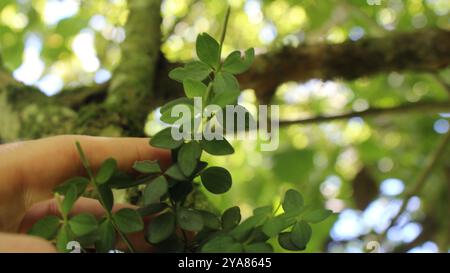 acorn peperomia (Peperomia tetraphylla) Plantae Stockfoto