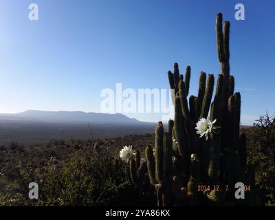 Fackelkaktus (Trichocereus spachianus) Plantae Stockfoto