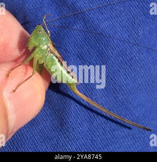 Gerade-lanzende Wiese Katydid (Conocephalus strictus) Insecta Stockfoto