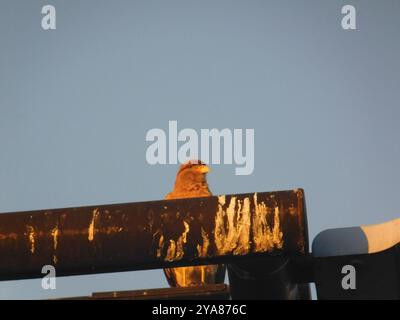 Chimango Caracara (Daptrius chimango) Aves Stockfoto