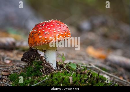 Amanita muscaria auch bekannt als Fliegenpilz oder Fliegenamanita. Gemeiner roter Giftpilz in Wäldern der Tschechischen republik. Stockfoto