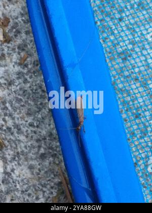 Webspinner (Embioptera) Insecta Stockfoto