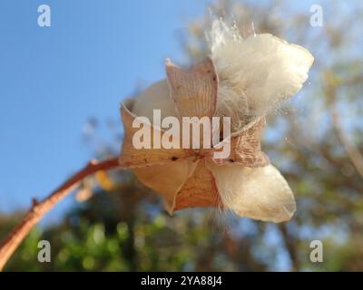 (Cochlospermum regium) Plantae Stockfoto