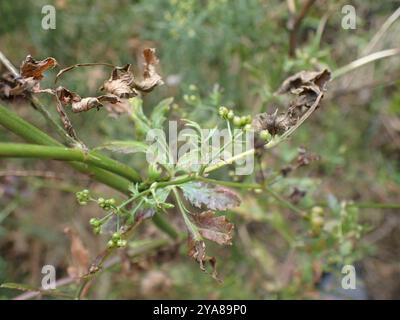 SteinPetersilie (Sison amomum) Plantae Stockfoto