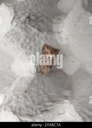 Flounced Rustic (Luperina testacea) Insecta Stockfoto