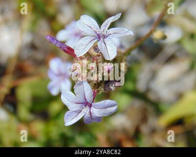 Gemein Bleikraut (Plumbago europaea) Plantae Stockfoto