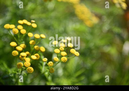 Alte Schuppen auf einem Plattenbauernhof im ländlichen Ontario mit Maschinen Stockfoto
